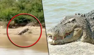 Tumbes: la aparición de un cocodrilo de tres metros asusta a vecinos