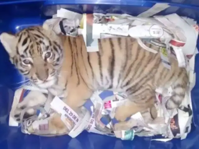 México: Rescatan cachorro de tigre que había sido empaquetado para ser enviado por correo