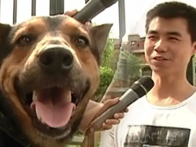 Independencia: dueño de Chifa Asia feliz con “Negrito” y adopta otro can
