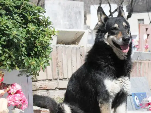 Argentina: murió “Capitán”, el perro que pasó 11 años velando la tumba de su amo