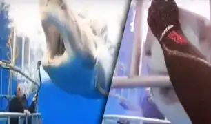 México: buzo acaricia a un enorme y hambriento tiburón