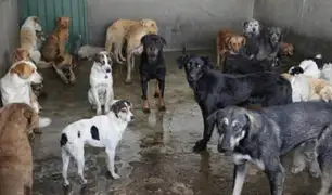 Chimbote: vecinos denuncian criadero clandestino de perros