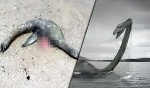 EEUU: encuentran cadáver de extraña criatura marina
