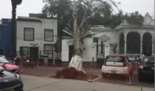 Centenario árbol cae sobre centro cultural en Barranco