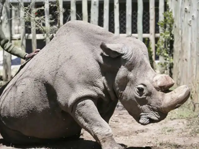 Muere en Kenia el último macho de rinoceronte blanco