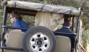 ¡Qué susto! León blanco saltó a un jeep de turistas