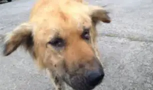 Chimbote: violento sujeto apuñaló a perro en la calle
