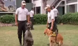 Conoce el trabajo de la brigada canina de la Policía Nacional