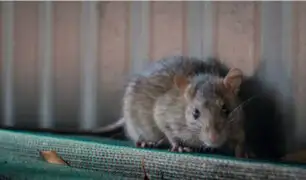 Argentina: policía culpa a las ratas tras desaparición de 540 kilos de marihuana