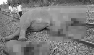 Cuatro elefantes mueren tras ser arrollados por un tren en la India