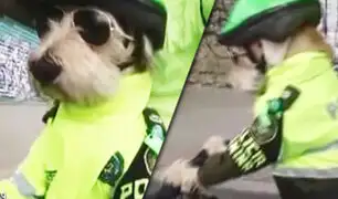 Colombia: perro maneja bicicleta vestido de policía