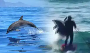 Delfines se colocan en fila y derriban a un surfista en Australia
