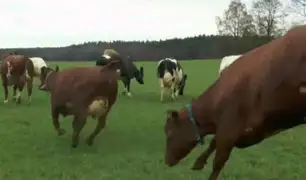 ‘Liberación de vacas’ atrae a miles de espectadores a las granjas de Suecia [VIDEO]