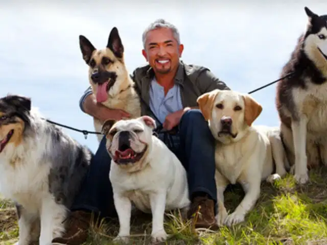 César Millán: Mascotas del ‘encantador de perros’ frustraron robo a su casa
