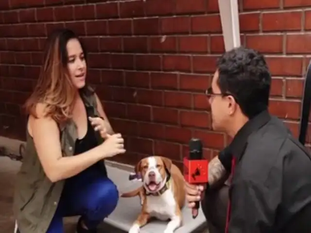 Conoce la historia de Majo, la encantadora de perros del Perú