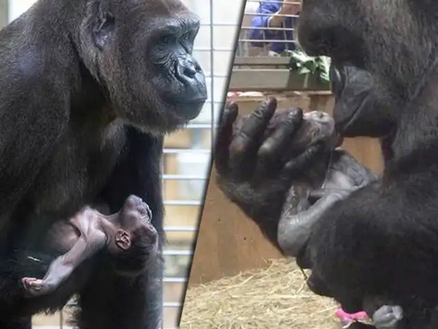 EEUU: nace gorila en peligro de extinción en zoológico Smithsonian
