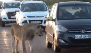 Sudáfrica: una leona trata de abrir puerta de auto de turistas