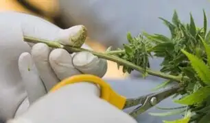 Minsa publica proyecto de reglamento para comercialización del aceite de cannabis