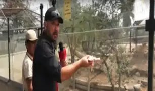 El ‘Chino’ Toguchi alimentó a las fieras del zoológico de Huachipa