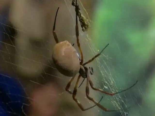 ¿Te atreverías a llevar este curso para curar tu fobia a las arañas? [VIDEO]