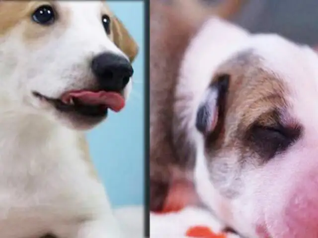 Argentina: familia tiene al primer perro clonado en Latinoamérica