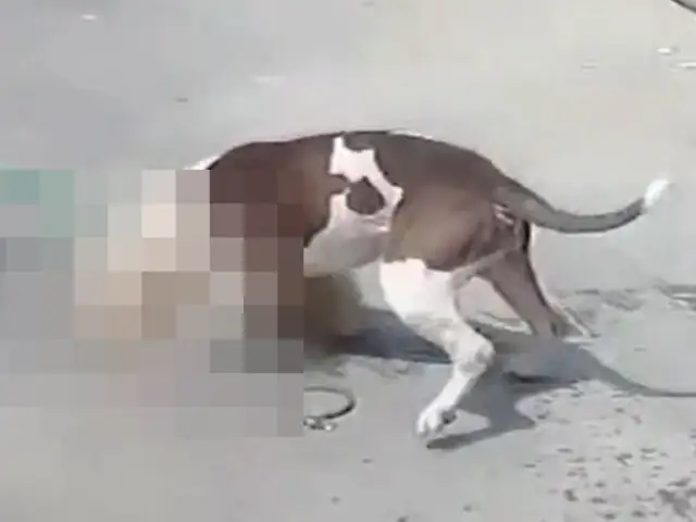 SMP: perro de raza “pitbull” mata a otro can que era paseado por una menor de edad