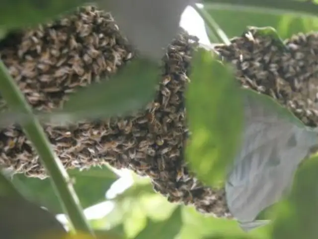 Piura: sujeto muere por escapar de ataque de abejas asesinas