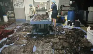 Tailandia: encuentran 80 bolsas de plástico en una ballena