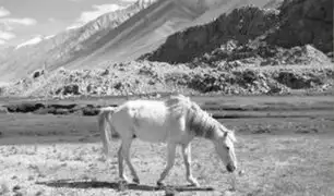 Cusco: caballo muere por exceso de trabajo en la provincia de Quispicanchi