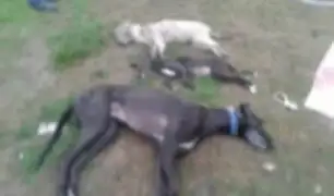 Cajamarca: denuncian envenenamiento masivo de perros