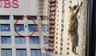 EEUU: un mapache escaló rascacielos y su proeza se vuelve viral