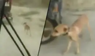 Chiclayo: mototaxista arrastra a perro atado con una cuerda a vehículo