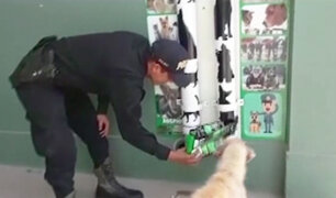 Chiclayo: policías crean dispensadores para perros de la calle