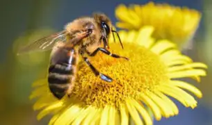Calentamiento global podría contribuir a extinción de las abejas