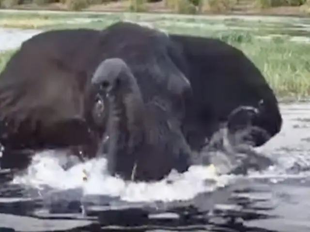 Botsuana: enorme elefante ataca un bote de turistas