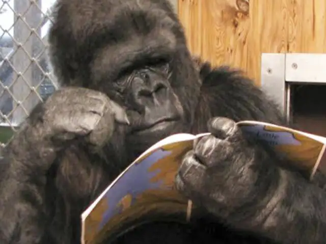 EEUU: muere “Koko”, la gorila que conmovió al mundo
