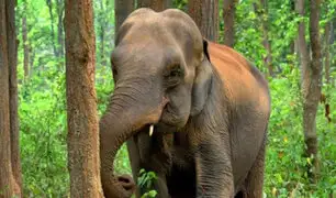 India: elefante recibe descarga eléctrica por rescatar a su cría