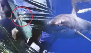 China: tiburón muerde la mano de niña de 6 años en acuario