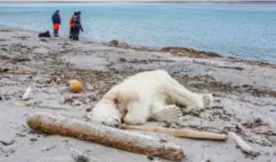 Noruega: trabajador de crucero mata a oso polar por atacar a guía turístico