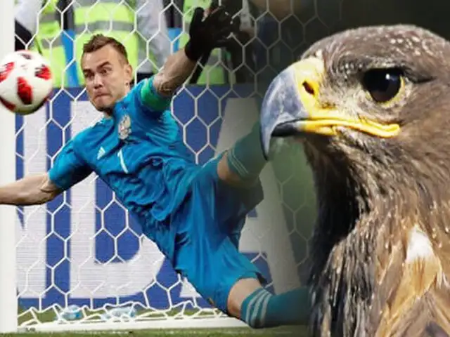 Zoológico de Moscú bautiza a un águila con el nombre del arquero de la selección rusa