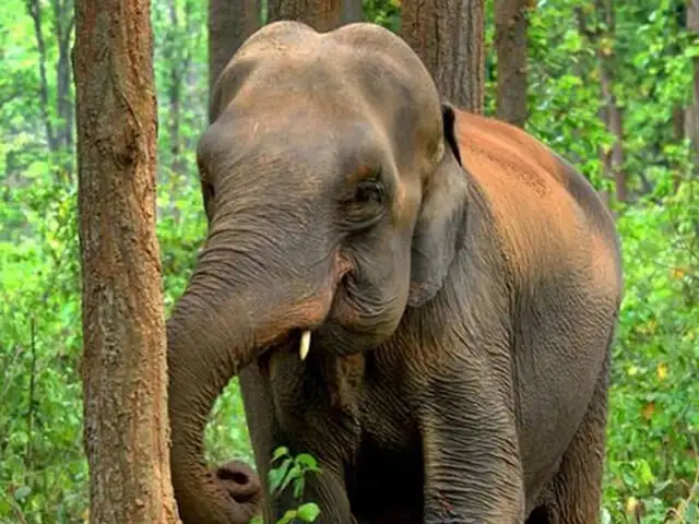 India: elefante recibe descarga eléctrica por rescatar a su cría