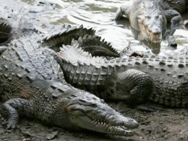 Matan a 300 cocodrilos para vengar la muerte de un hombre en Indonesia