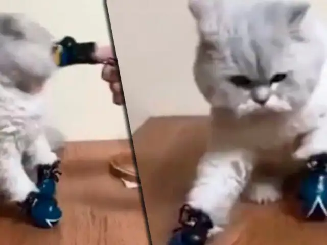 Gato boxeador reacciona inesperadamente cuando lo atacan