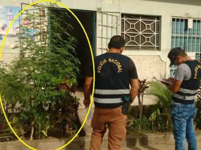 Intervienen anciana por tener planta de marihuana en su jardín