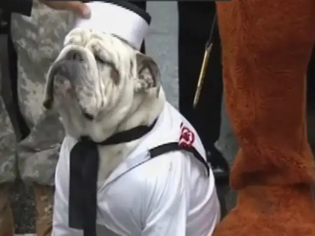 Parada Militar: unidad canina se prepara para desfilar