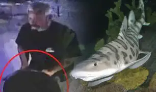 EEUU: roban un tiburón de acuario escondiéndolo en un coche de bebé
