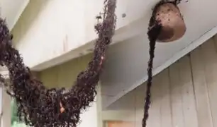 Brasil: hormigas forman un “puente colgante” con sus cuerpos para buscar alimento