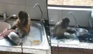 Mono que lava platos enternece las redes sociales