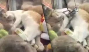 Gato se durmió en una máquina de peluches y su video se hace viral