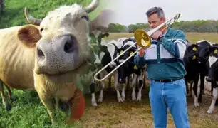 EEUU: granjero toca música jazz para sus curiosas vacas